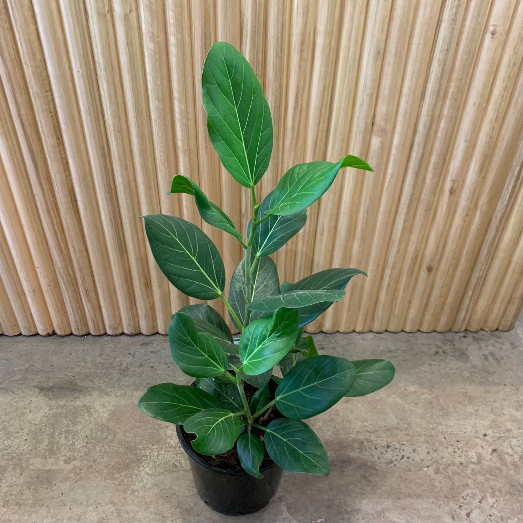ficus audrey bunnings Buy Ficus Audrey 'Benghalensis' 20cm pot
