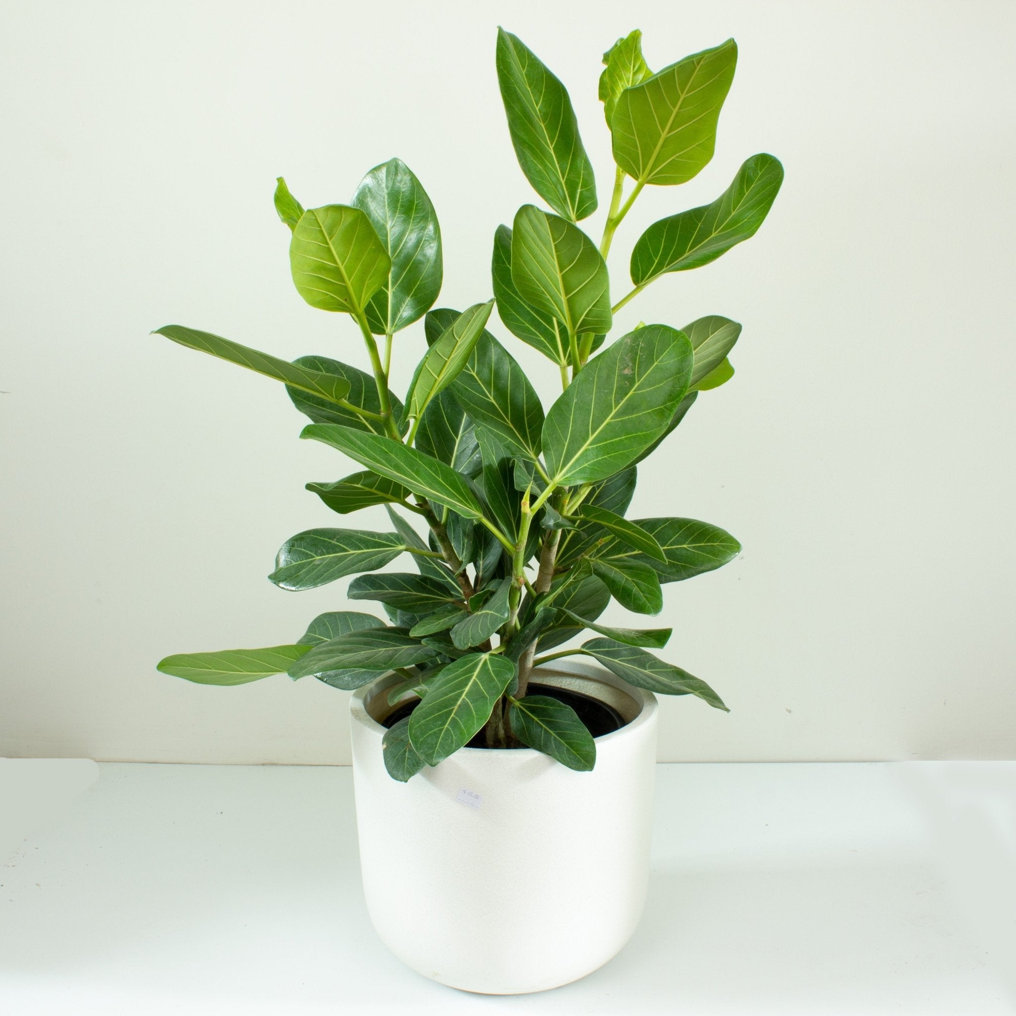 ficus beng audrey Buy Ficus Audrey 'Benghalensis' 25cm pot