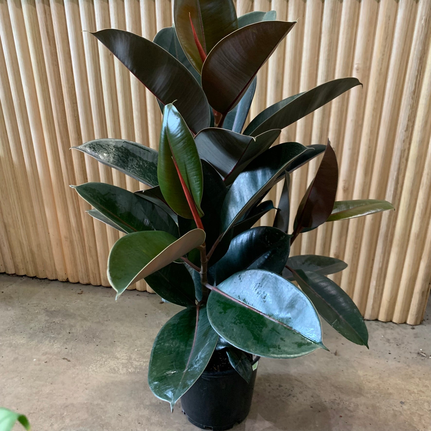 rubber tree burgundy Buy Ficus Burgundy Rubber Tree Indoor Plant 20cm Pot