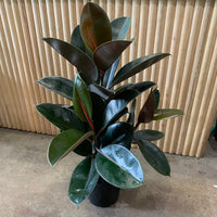 Ficus Elastica Burgundy Rubber Plant 20cm pot 1m tall! |My Jungle Home|