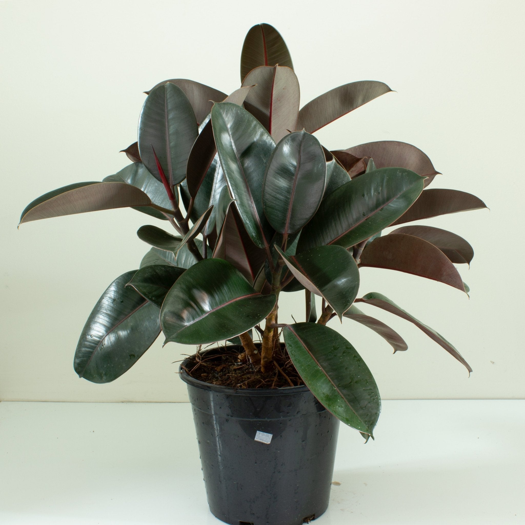 burgundy rubber tree vs black prince Buy Ficus Elastica Burgundy Rubber Tree 25cm Pot