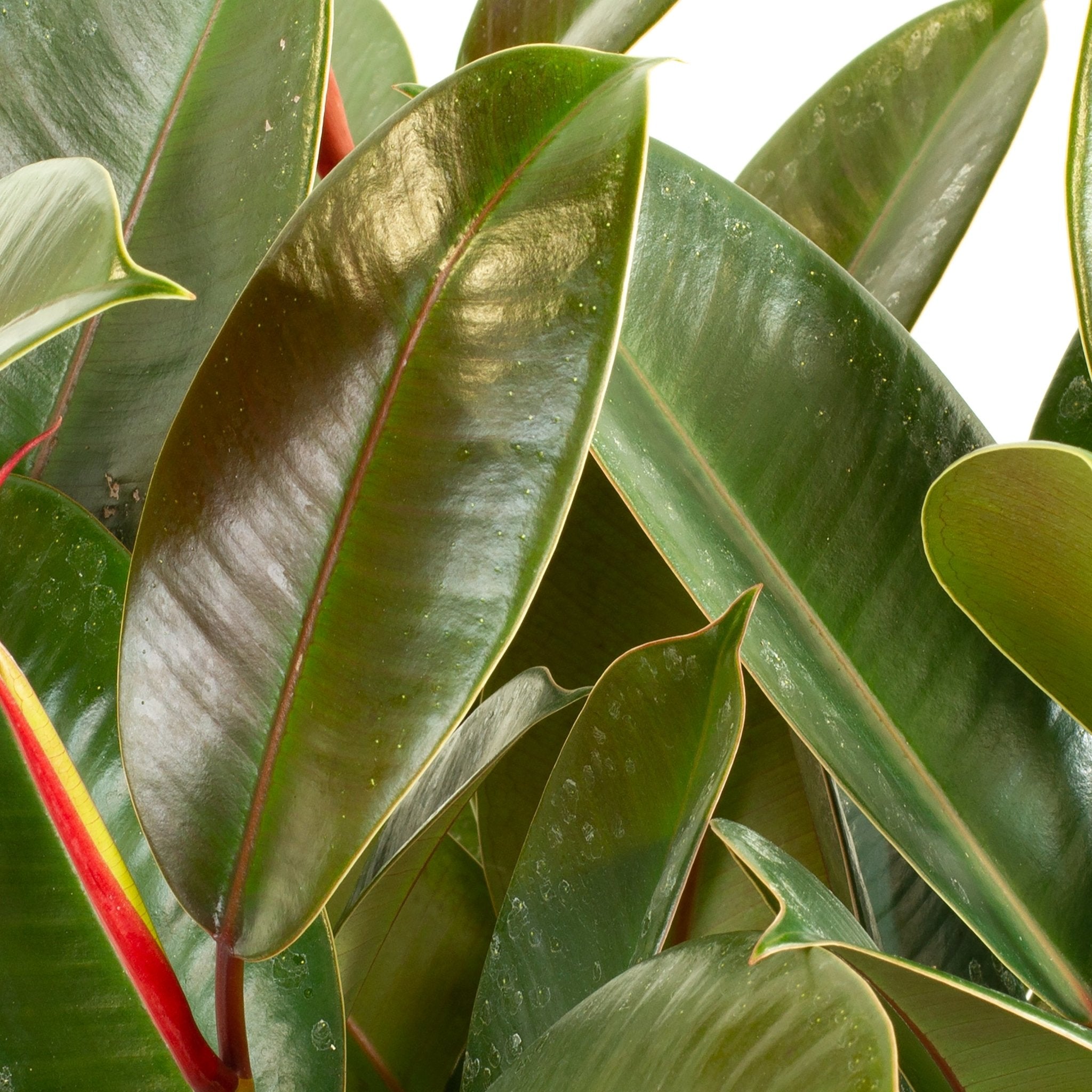 rubber tree light green Buy Ficus Robusta Rubber Tree Indoor Plant 20cm Pot