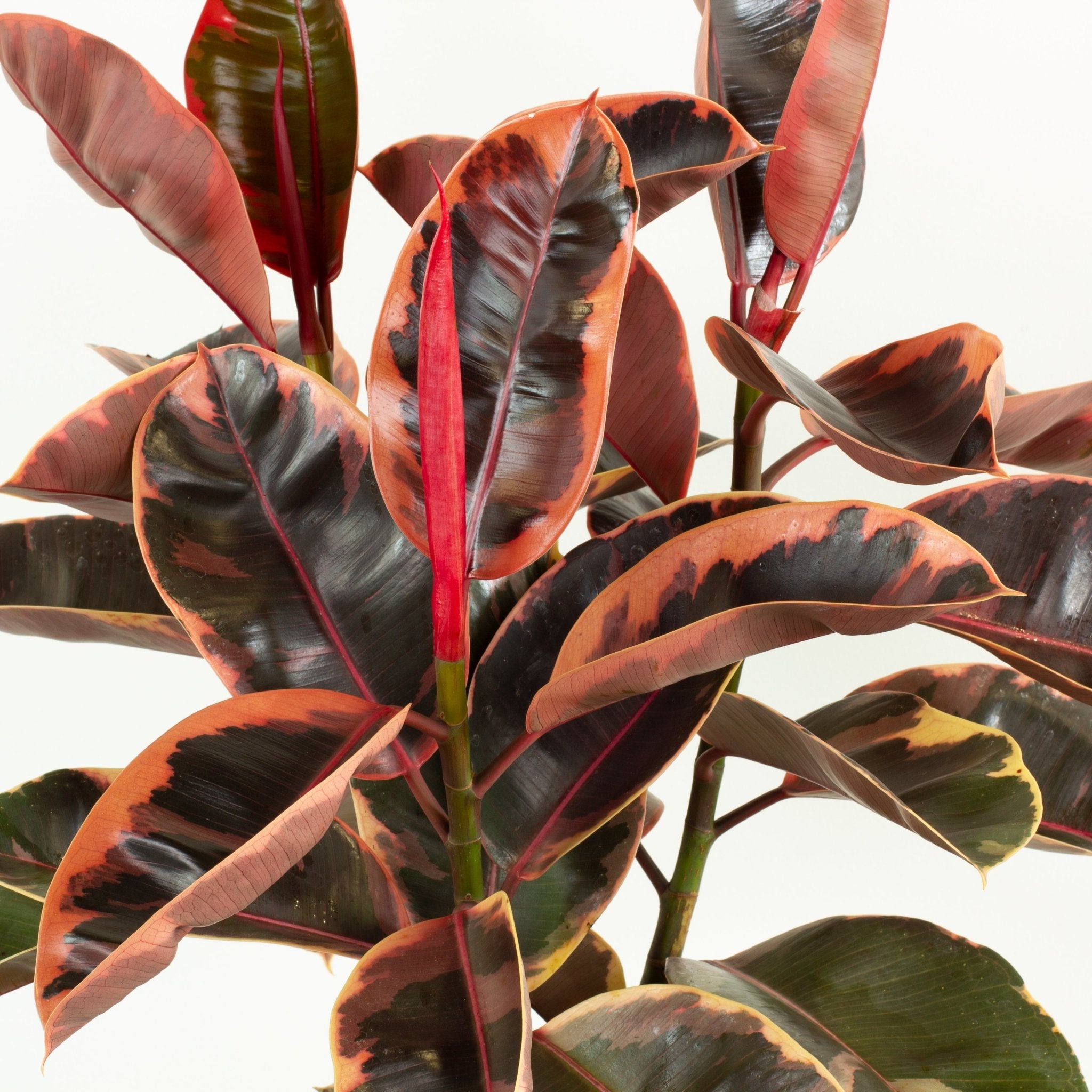 red rubber tree Buy Ficus Ruby Rubber Tree Indoor Plant 30cm Pot