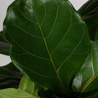 Fiddle Leaf Fig 'Ficus Lyrata' 30cm pot |My Jungle Home|