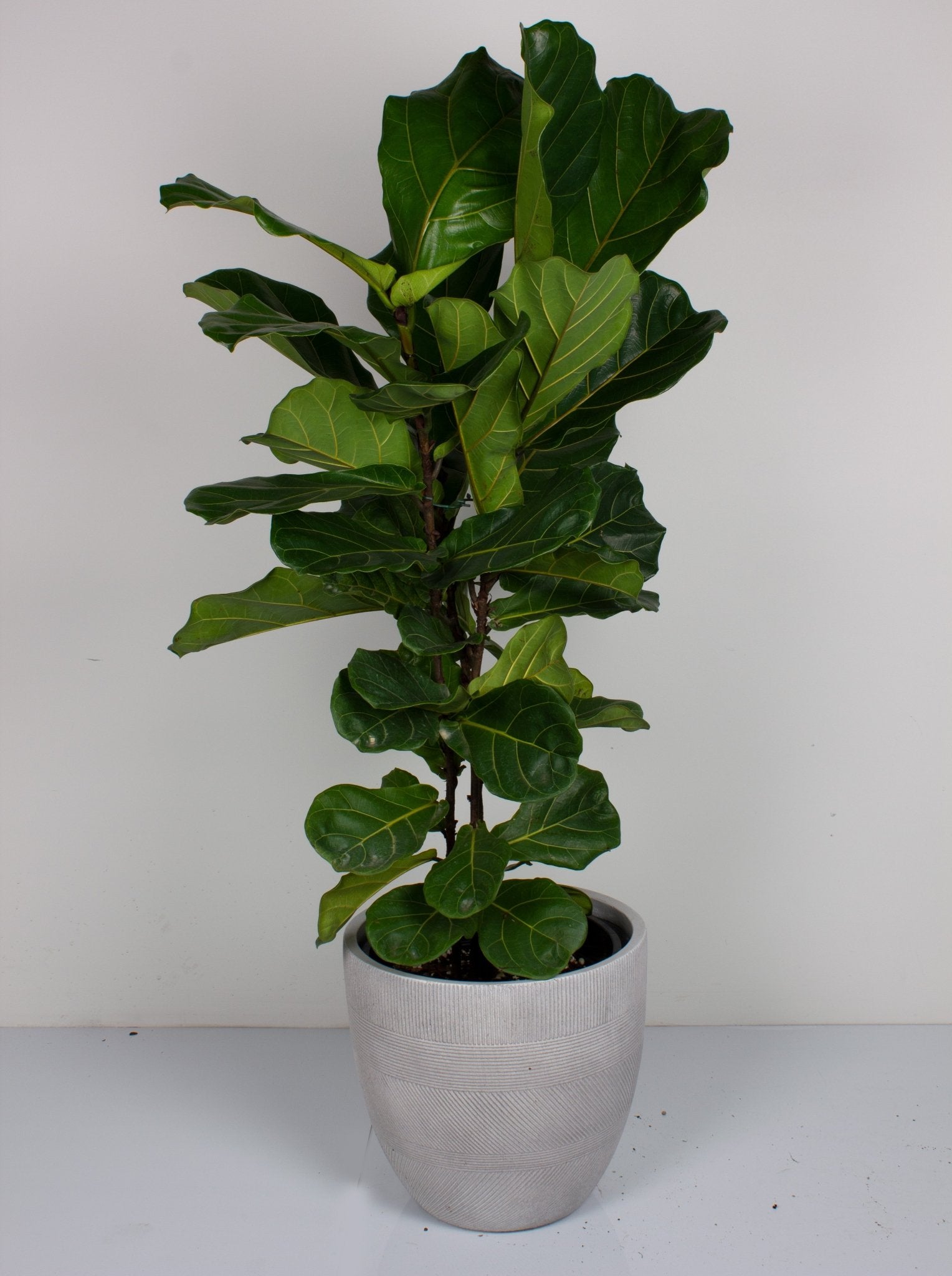 ficus pot plant Buy Fiddle Leaf Fig 'Ficus Lyrata' Plant 30cm Pot