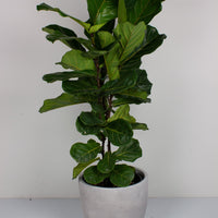 Fiddle Leaf Fig 'Ficus Lyrata' 30cm pot |My Jungle Home|