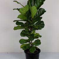 Fiddle Leaf Fig 'Ficus Lyrata' 30cm pot |My Jungle Home|