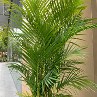 Golden Cane Palm ‘Areca palm’ 25cm pot |My Jungle Home|