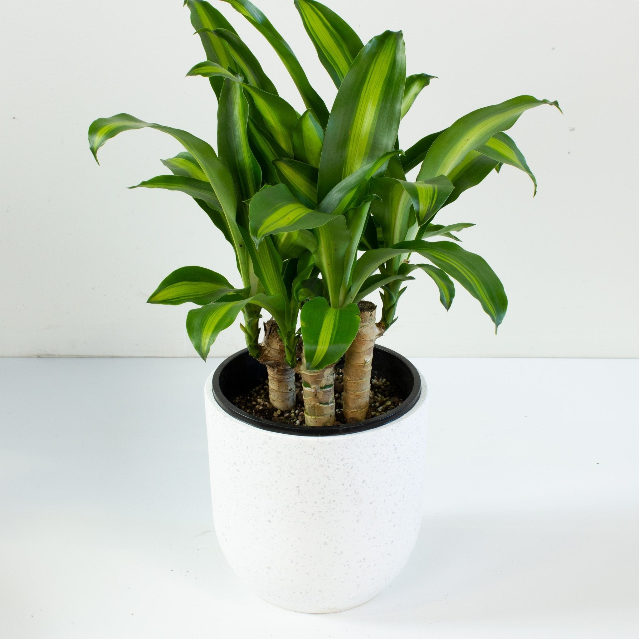 happy plant - dracaena fragrans massangeana Buy Happy Plant 'Dracaena massangeana' 20cm Pot