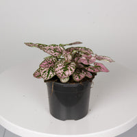 Hypoestes Pink Splash ‘Phyllostachya’ 13cm pot |My Jungle Home|