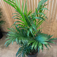 Parlour Palm ’Chamaedorea Elegans' 20 cm pot