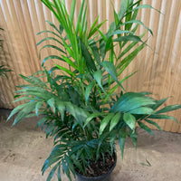 Parlour Palm ’Chamaedorea Elegans' 20 cm pot