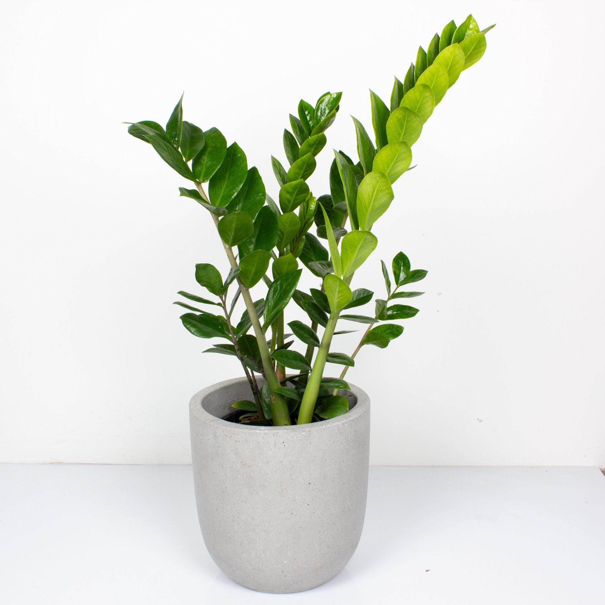 Buy ZZ 'Zamioculcus Zamiifolia' Indoor Plant 20cm Pot | My Jungle Home