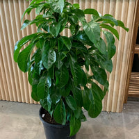 Lush & Tall Schefflera Alpine Junior 'Umbrella Plant' 25cm pot |My Jungle Home|