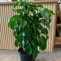 Lush & Tall Schefflera Alpine Junior 'Umbrella Plant' 25cm pot |My Jungle Home|