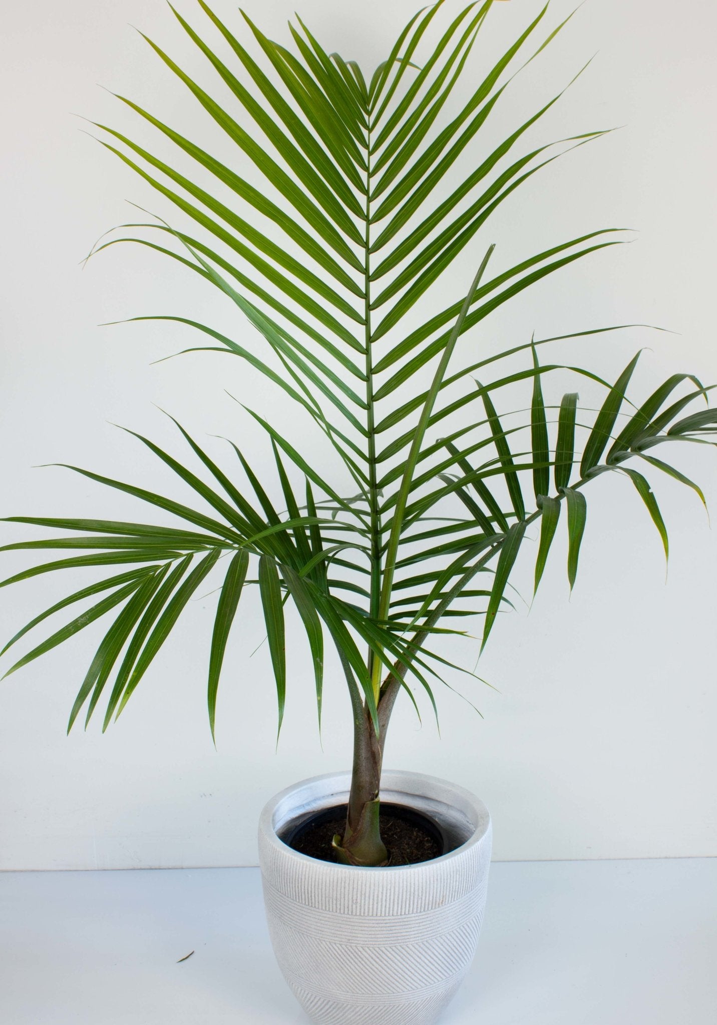 ravenea potted plant majesty palm Buy Ravenea Rivularis 'Majestic Palm' Plant 20cm Pot| My Jungle Home