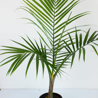 Majestic Palm 'Ravenea Rivularis' 20 cm Pot |My Jungle Home|