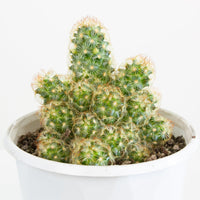 Mammillaria Elongata Cactus 13cm pot |My Jungle Home|