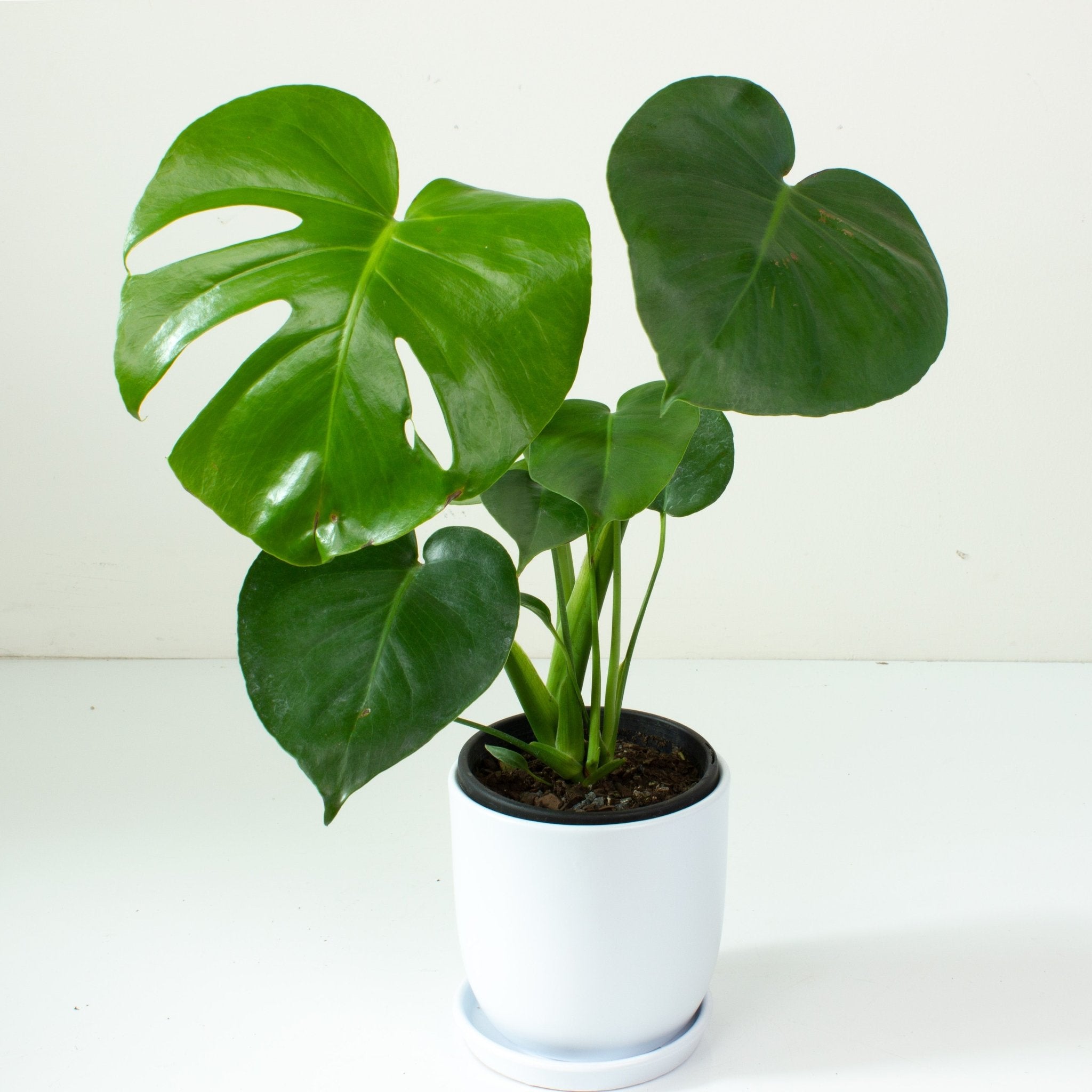 monstera deliciosa in pot Buy Monstera Deliciosa Indoor Plant 13cm Pot