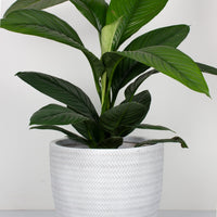 Peace Lily Sensation 30cm pot |My Jungle Home|