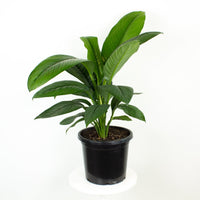 Peace Lily Sensation 30cm pot |My Jungle Home|