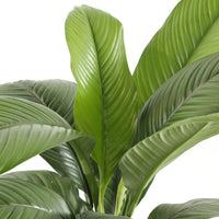 Peace Lily Sensation 30cm pot |My Jungle Home|