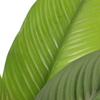 Peace Lily Sensation 30cm pot |My Jungle Home|