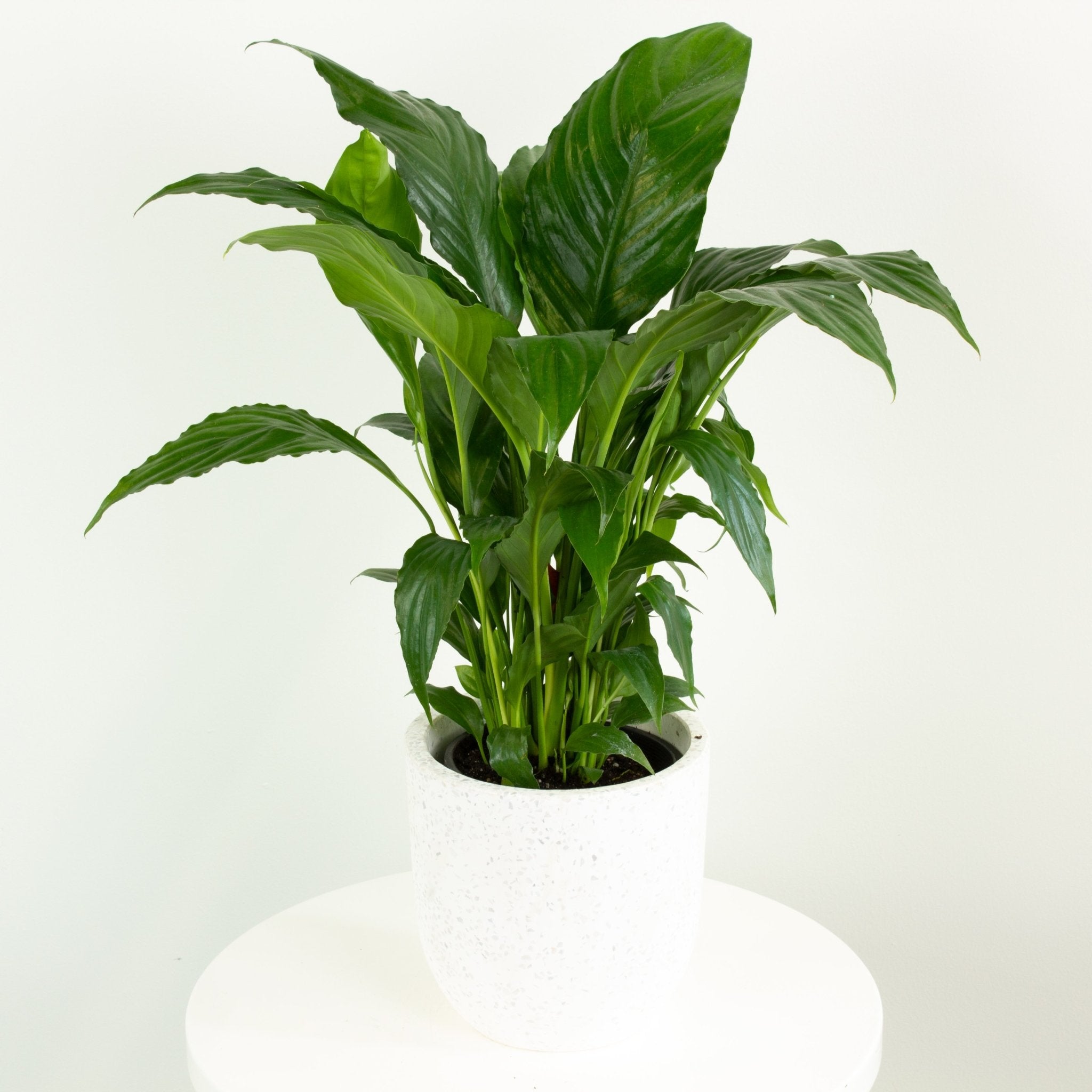 peace lily no blooms Buy Peace Lily Spathiphyllum, Indoor Plant