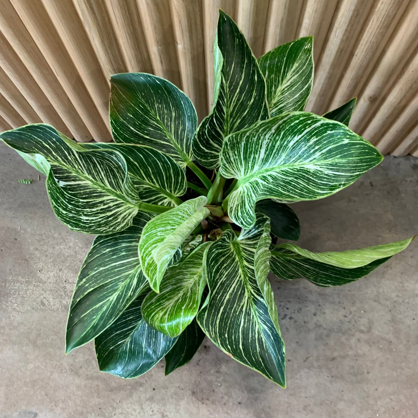 Buy Philodendron Birkin Plant 20cm pot