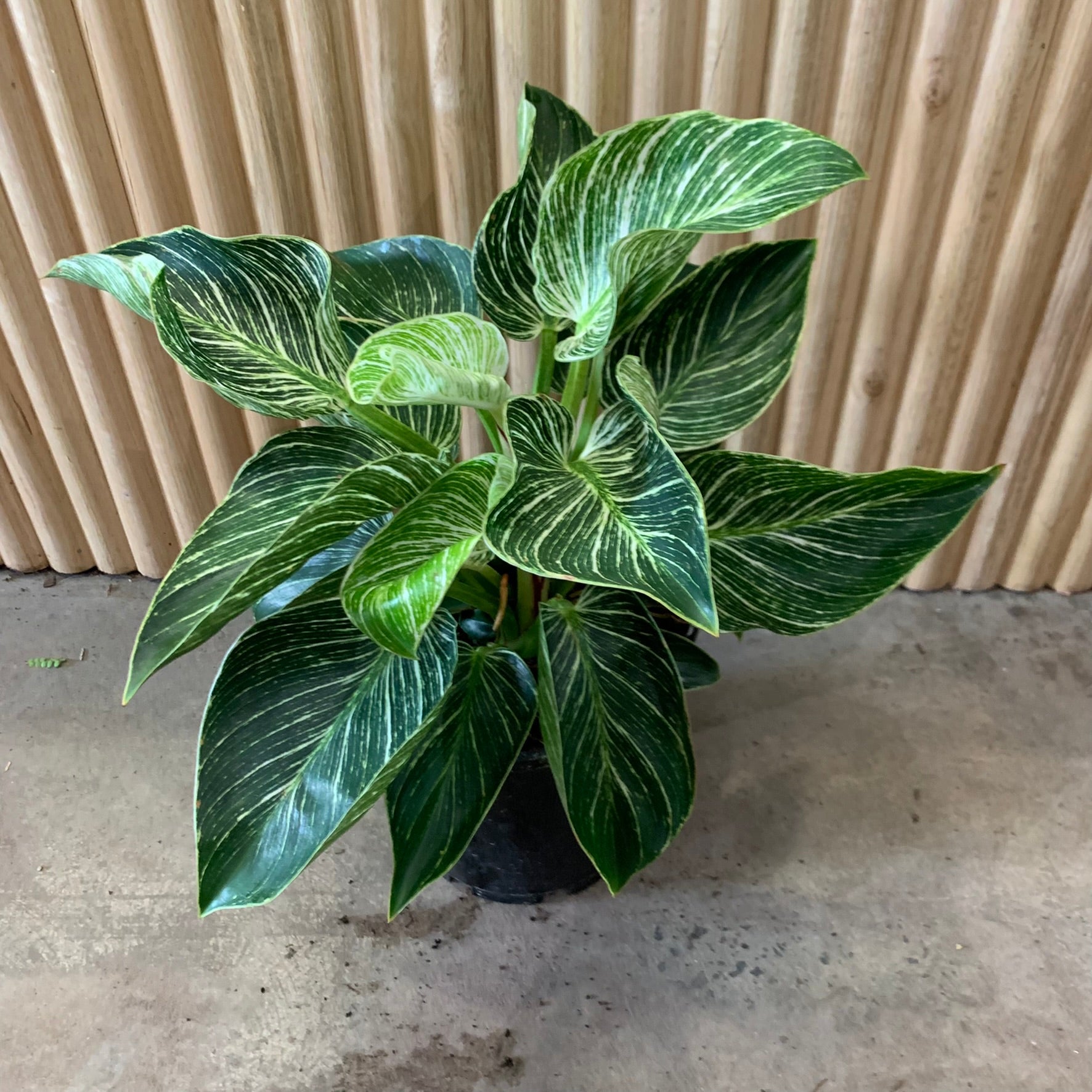 Buy Philodendron Birkin Plant 20cm pot