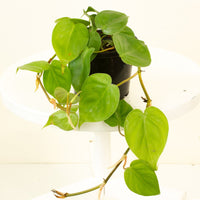 Philodendron Heart Leaf ‘Cordatum’ 13.5cm pot |My Jungle Home|
