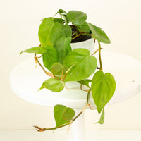 Philodendron Heart Leaf ‘Cordatum’ 13.5cm pot |My Jungle Home|