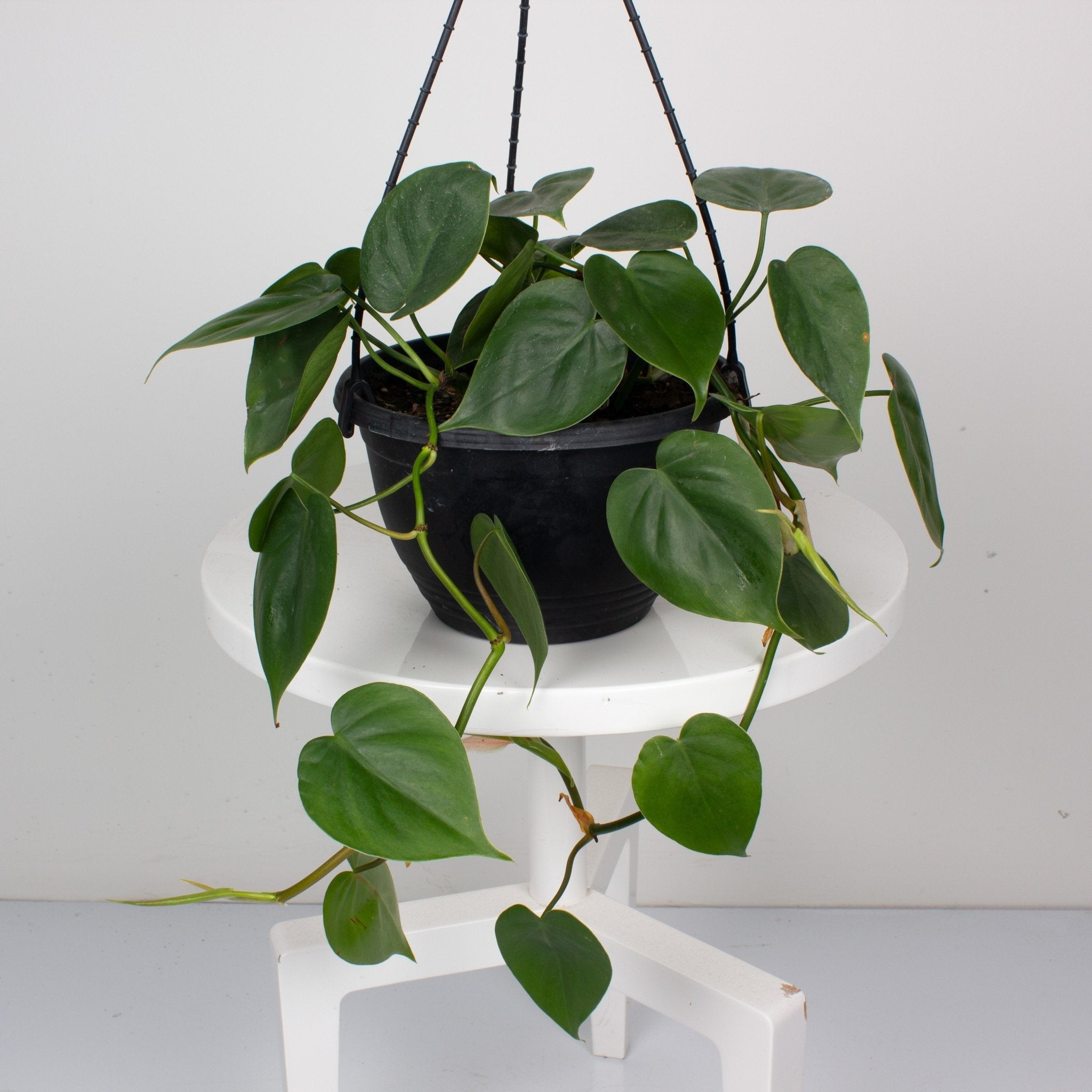 heartleaf philodendron hanging Buy Philodendron Heart Leaf 'Cordatum' 17.5cm Hanging Basket