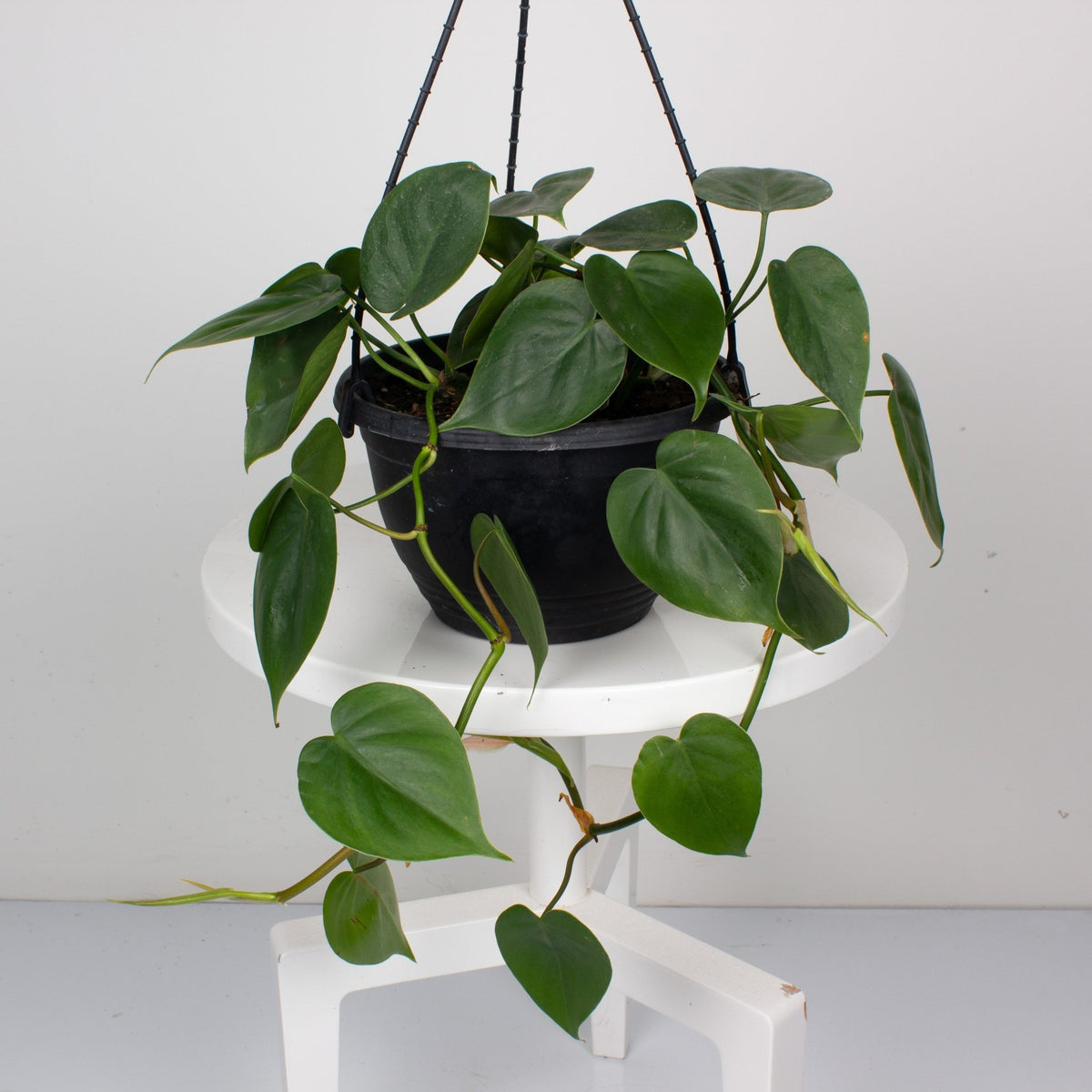 hanging heartleaf philodendron Buy Philodendron Heart Leaf 'Cordatum' 17.5cm Hanging Basket