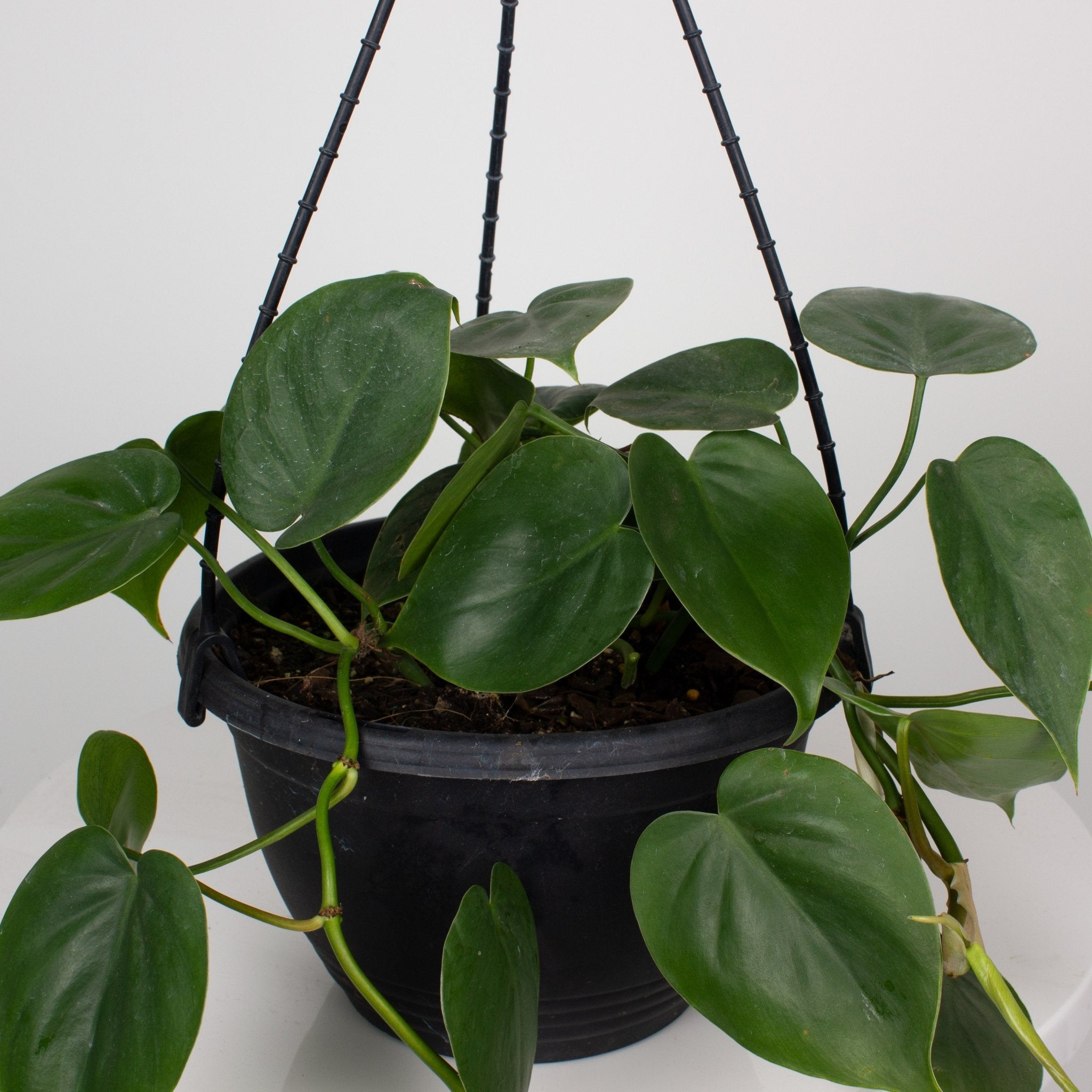 philodendron hastatum hanging Buy Philodendron Heart Leaf 'Cordatum' 17.5cm Hanging Basket