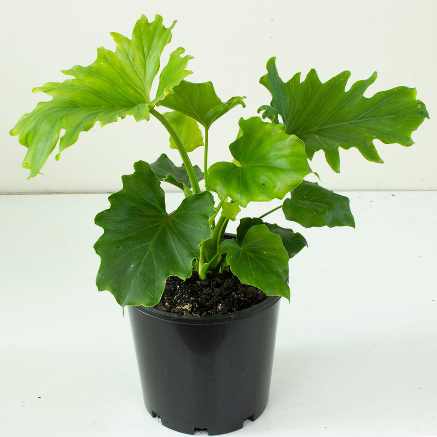 Philodendron Hope ‘Compactum’ 20cm pot |My Jungle Home|