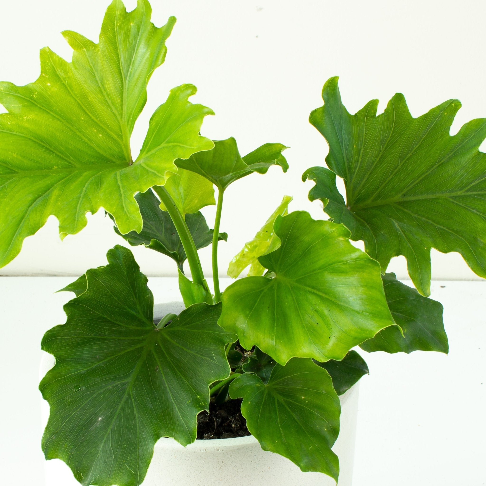 philodendron little hope vs hope Buy Philodendron Hope 'Compactum' 20cm pot