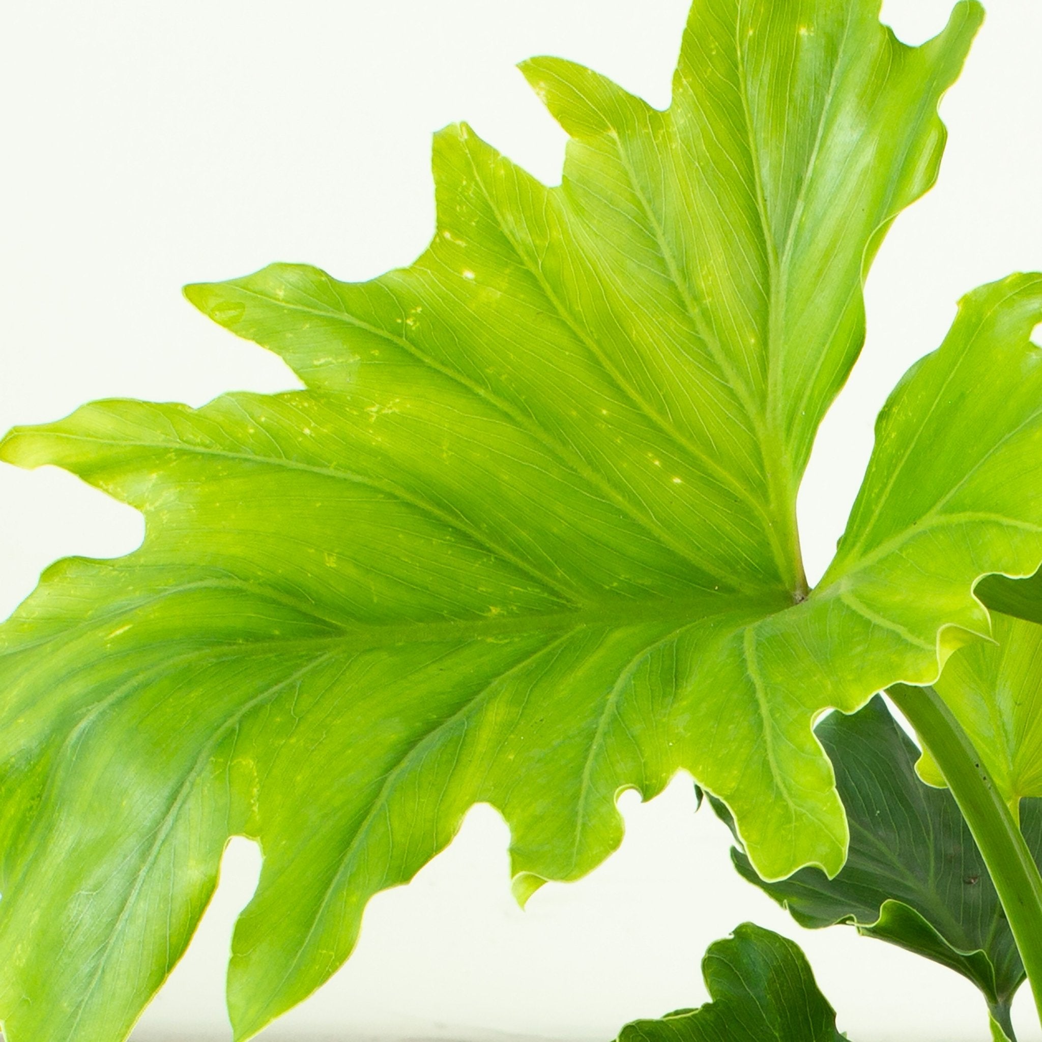 Buy Philodendron Hope 'Compactum' 20cm pot