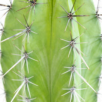 Polaskia Chichipe Cactus 15cm pot |My Jungle Home|