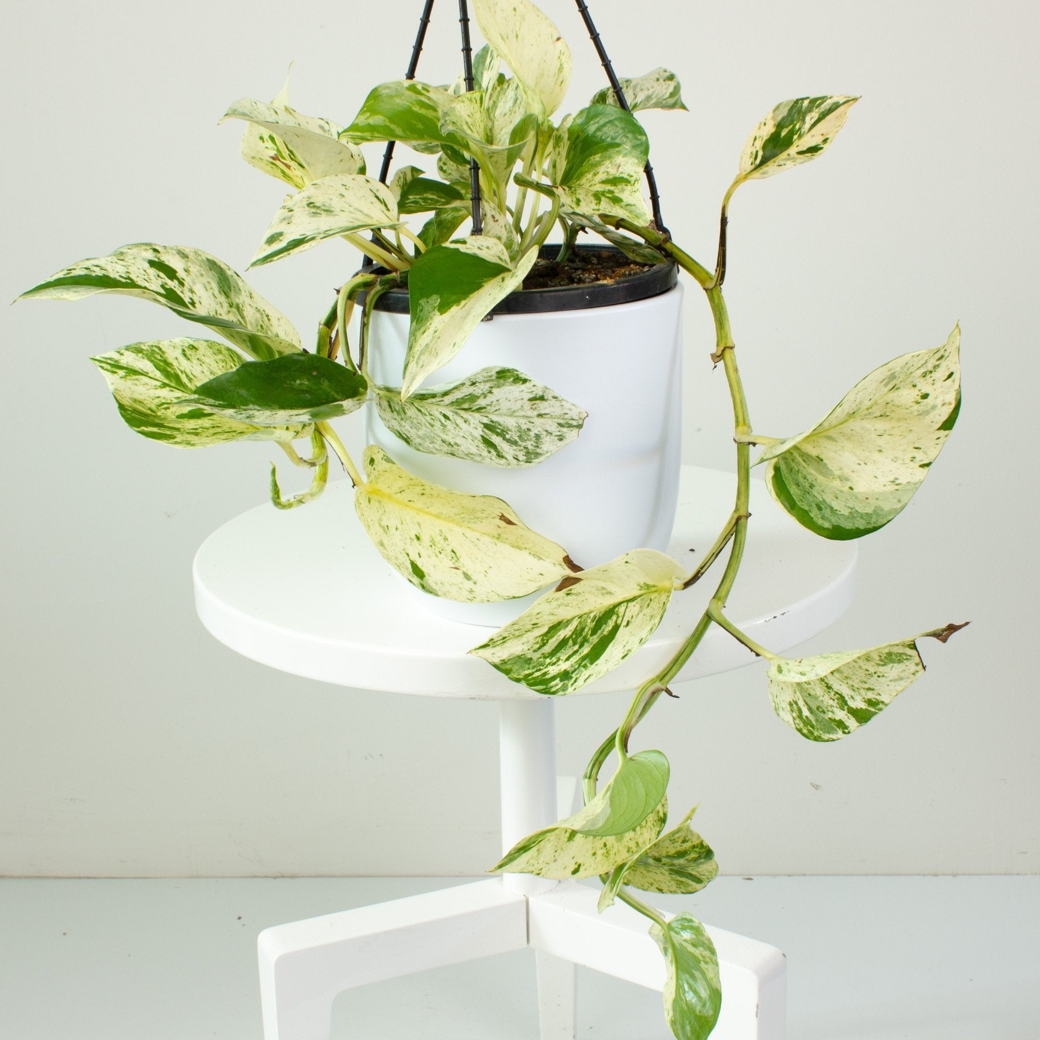hanging marble queen pothos Buy Marble Queen Pothos Indoor Plant 17cm Pot