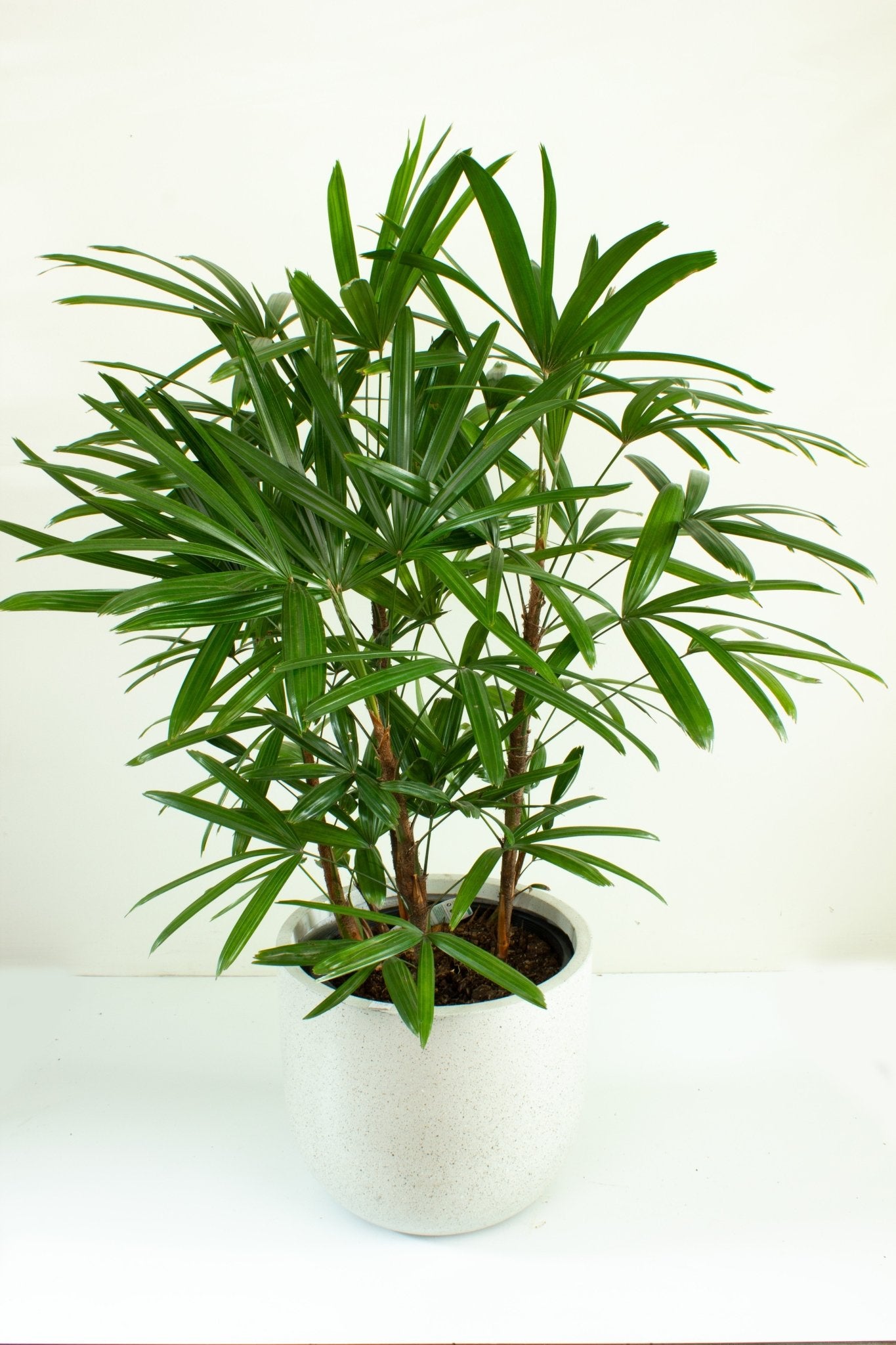 finger palm plant Buy Rhapis excelsa 'Lady Finger Palm' 30cm pot