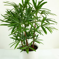 Rhapis excelsa ‘Lady Finger Palm’ 30cm pot |My Jungle Home|