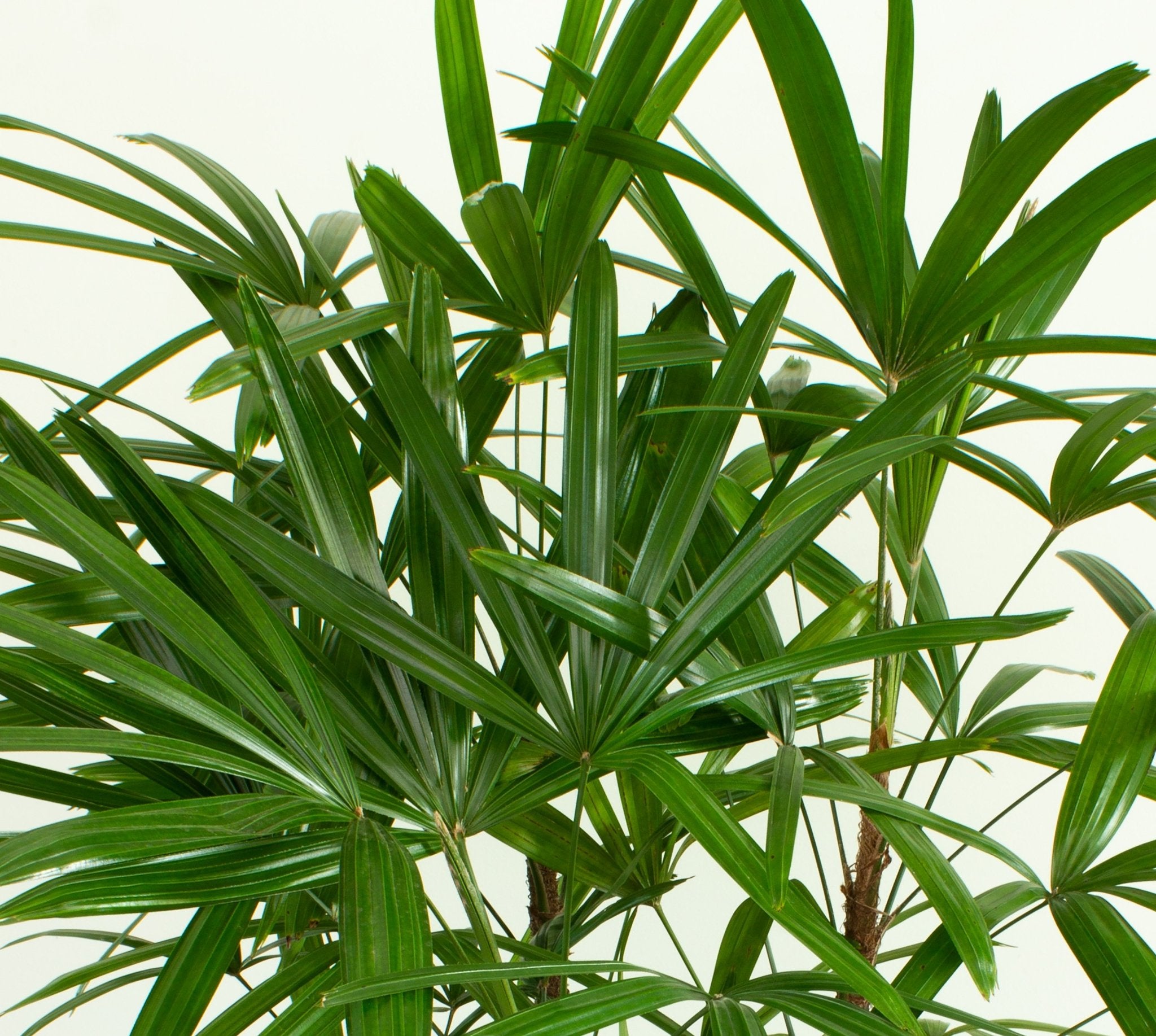 Buy Rhapis excelsa 'Lady Finger Palm' 30cm pot