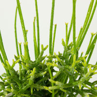 Rhipsalis Cereuscula ‘Mistletoe Cactus’ 13cm Pot Collection No.30 |My Jungle Home|