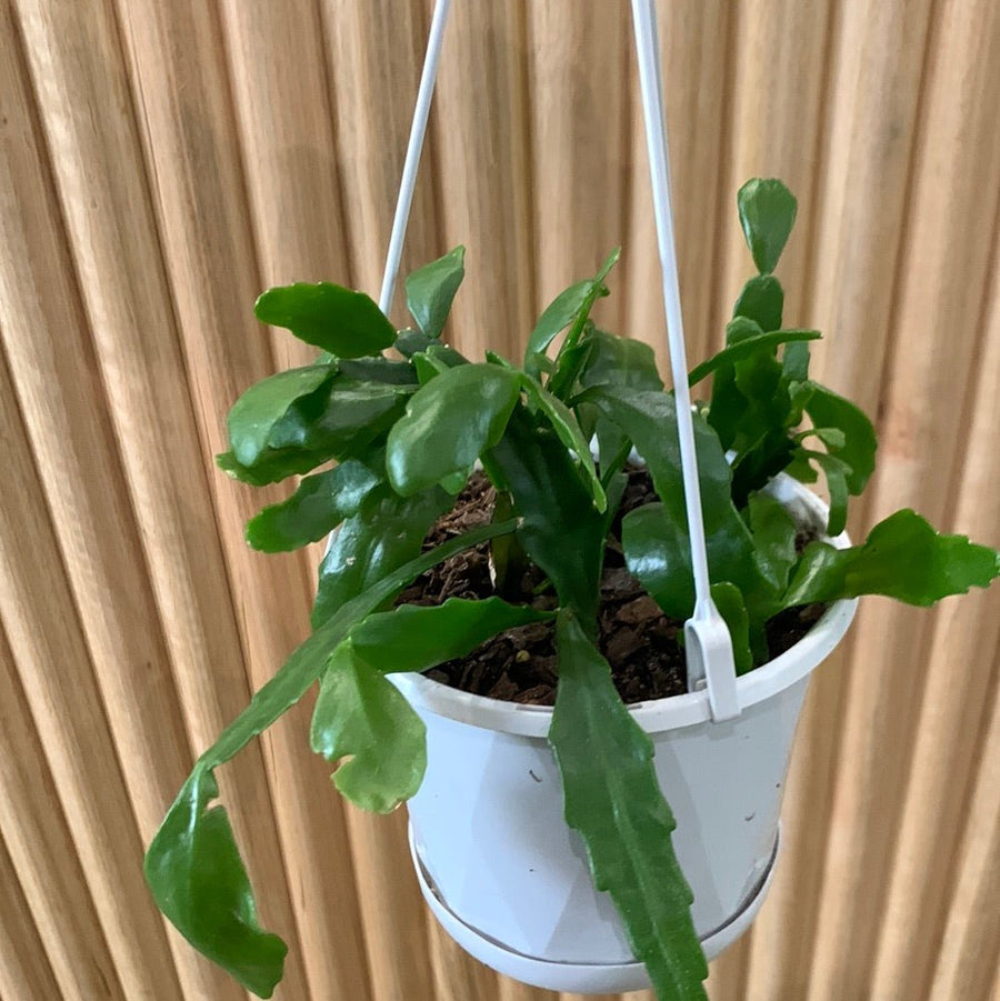 Rhipsalis Goebeliana ‘Mistletoe Cactus’ 13cm Pot Collection No.4 |My Jungle Home|