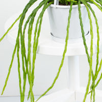 Rhipsalis Pacheo-leeri Catenula ‘Mistletoe Cactus’ 13cm Pot Collection No. 25 |My Jungle Home|