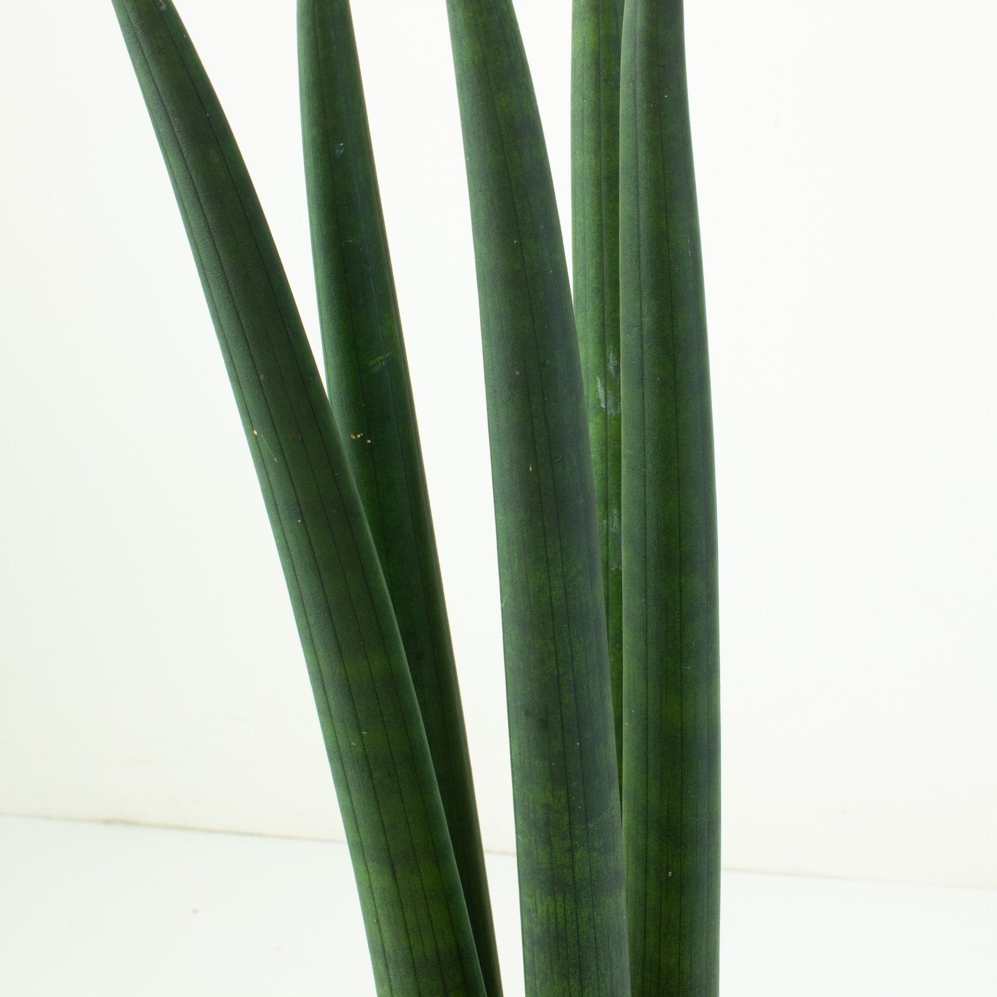 Buy Sansevieria cylindrica 17cm pot