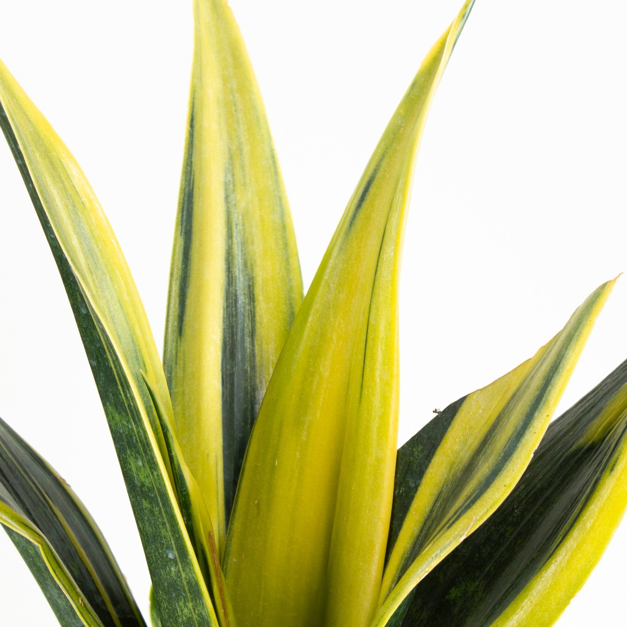 sansevieria golden flame price Buy Sansevieria Golden Flame Indoor Plant 13cm Pot