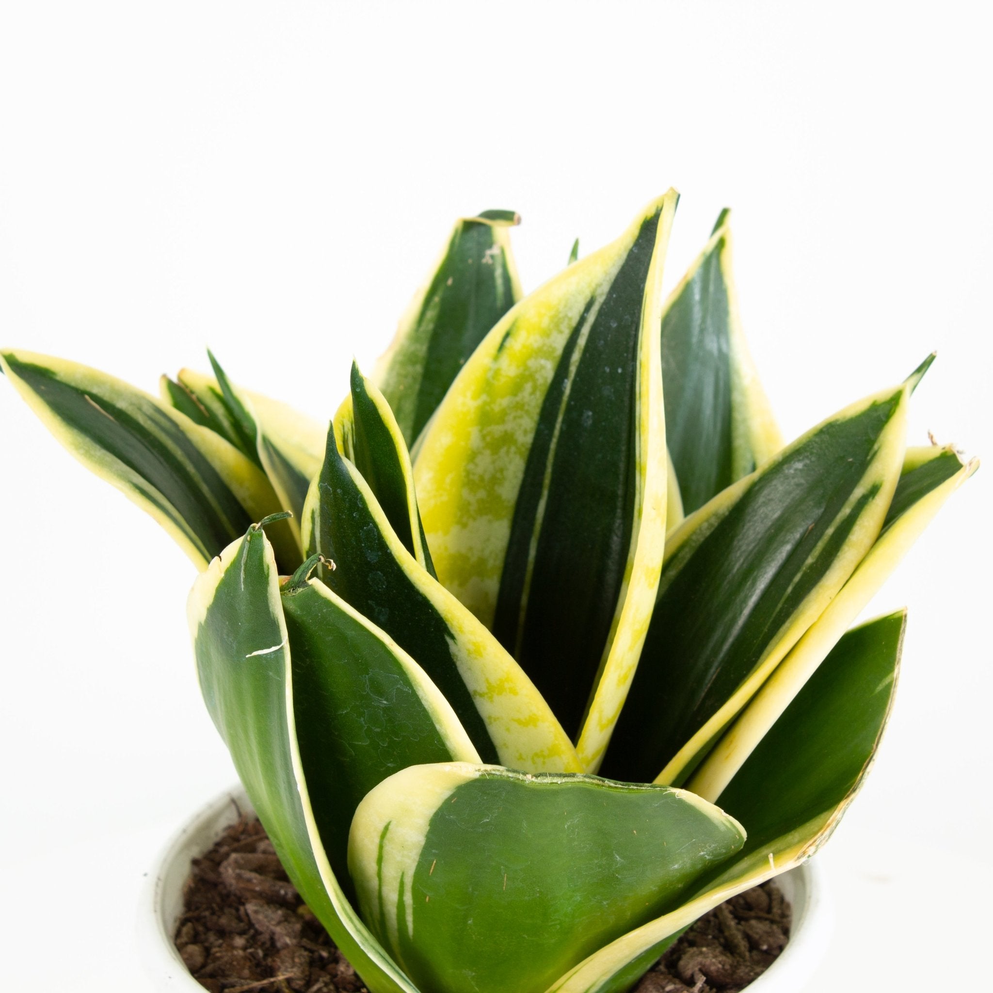 lotus sansevieria Buy Sansevieria Hahnii 'Lotus' Indoor Plant 13cm Pot