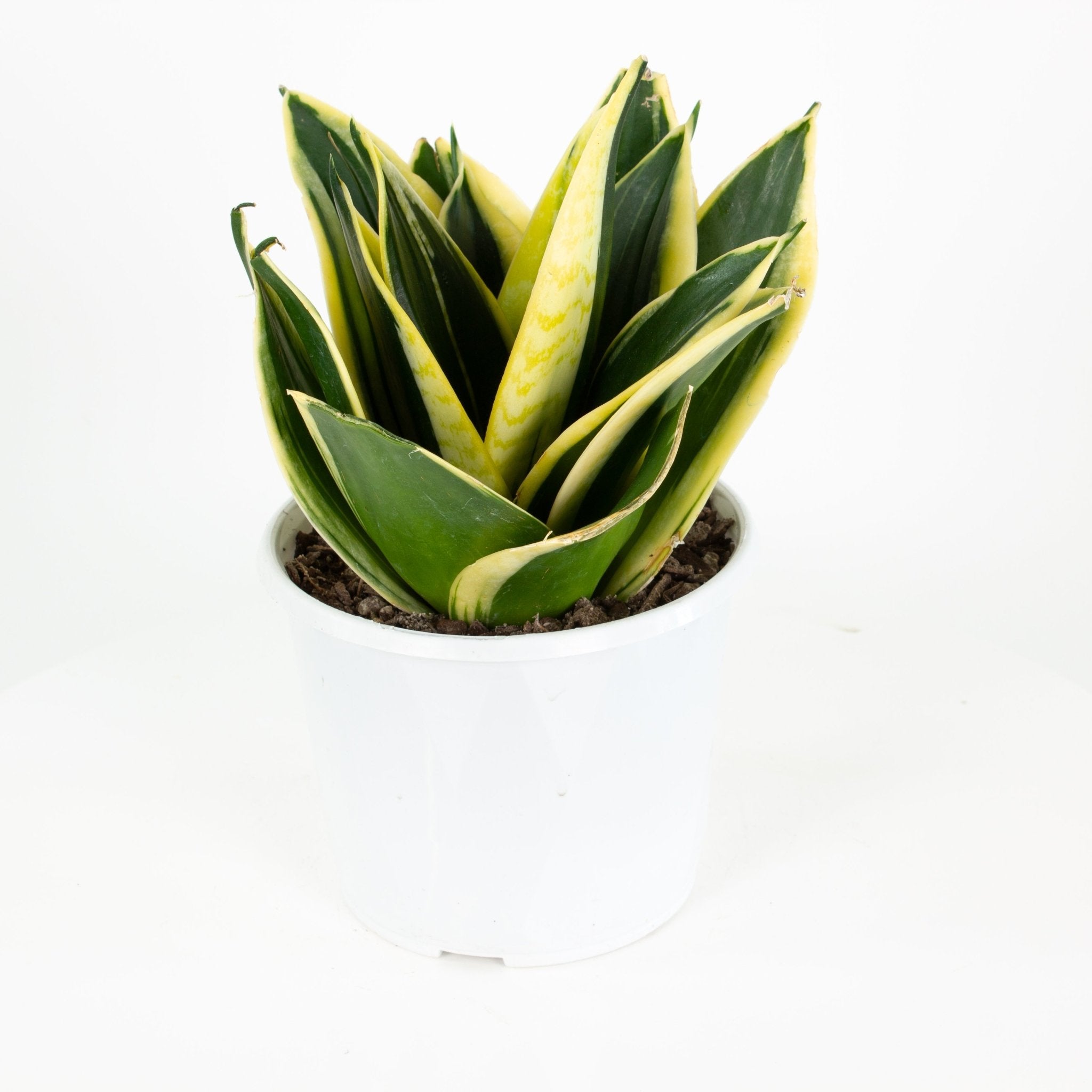 sansevieria lotus hahnii Buy Sansevieria Hahnii 'Lotus' Indoor Plant 13cm Pot